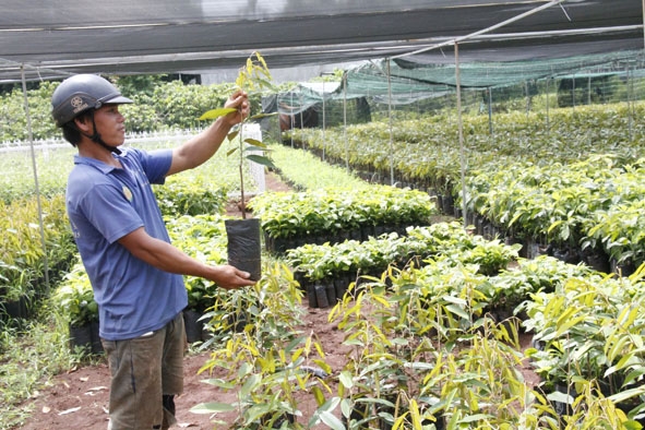 Người dân chọn mua giống sầu riêng Musang King tại một vườn ươm ở xã Hòa Thắng (TP. Buôn Ma Thuột).    