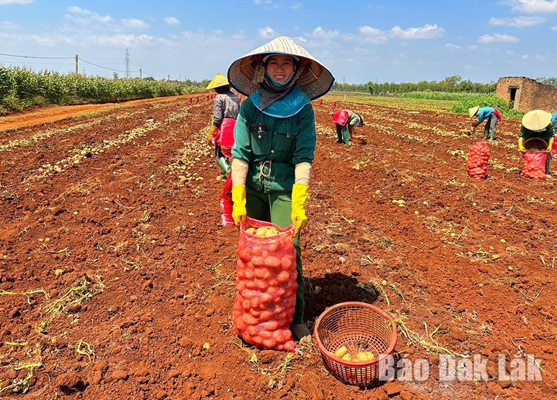 Đắk Lắk Hướng đi mới từ liên kết sản xuất khoai tây