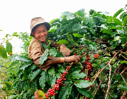Những hạt cà phê chín đỏ được chắt từ nắng gió đại ngàn, góp phần mang đến cuộc sống no ấm cho người dân trên vùng đất đỏ bazan.