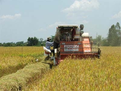 Thu hoạch lúa bằng máy gặt đập liên hợp tại thôn 9, xã Ea Lê (Ea Súp).  