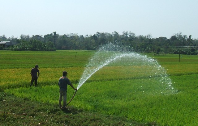 Người dân huyện Krông Pak phải máy nước tưới cho lúa để chống hạn