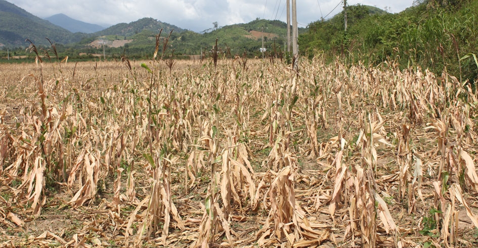 Hàng nghìn ha ngô tại huyện Krông Bông bị mất mùa do hạn.