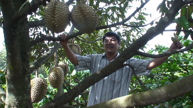 Anh Nguyễn Văn Viên giới thiệu giống sầu riêng chất lượng cao. 