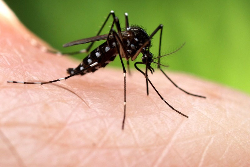 Virus Tây sông Nile có thể lây sang người do muỗi đốt. Ảnh: Internet