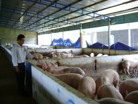 Hết dịch, nhiều hộ chăn nuôi heo đã ổn định sản xuất trở lại