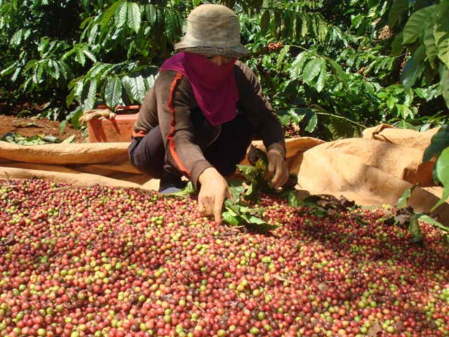 Thu hoạch cà phê đạt tỷ lệ chín, sẽ góp phần nâng cao chuỗi giá trị của cà phê