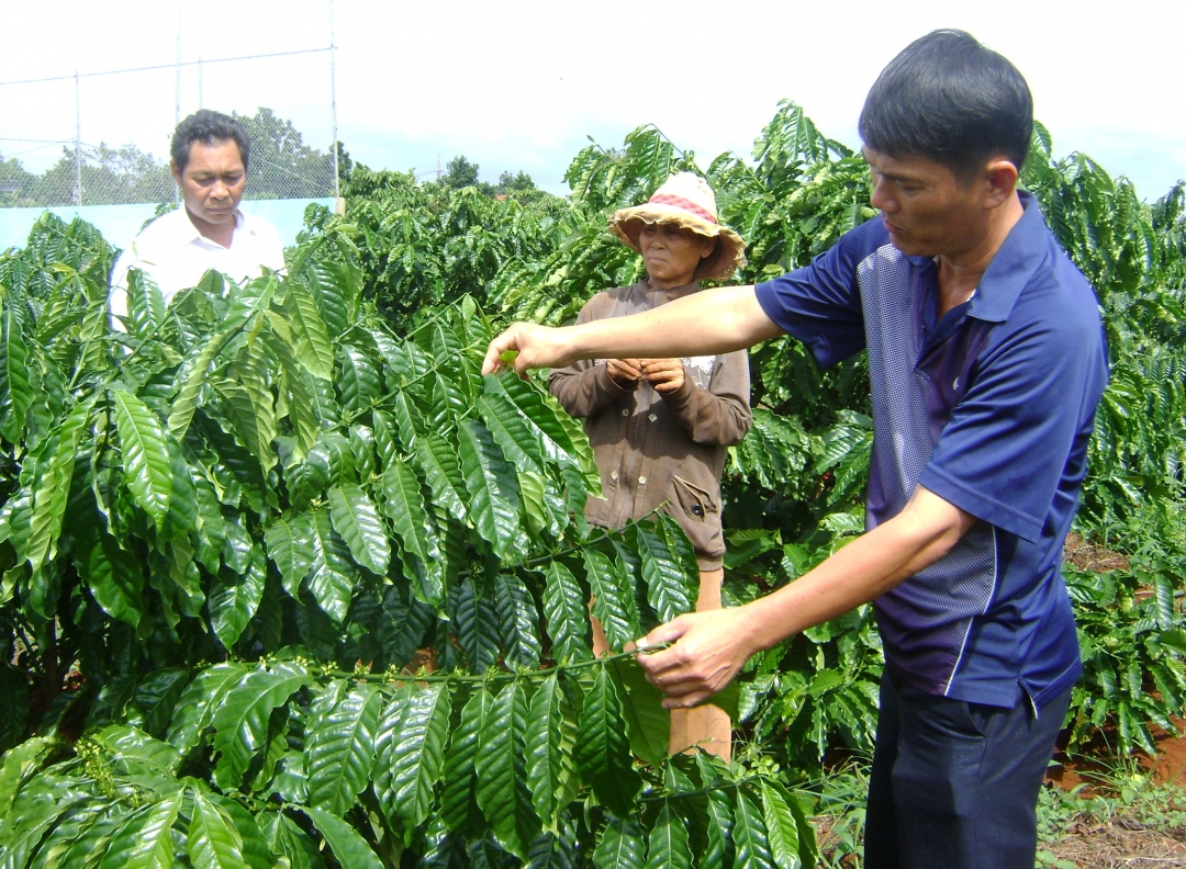 Cán bộ Phòng Nông nghiệp huyện kiểm tra vườn cà phê trồng mới bằng các giống ghép của gia đình ông Nguyễn Văn Sơn.  