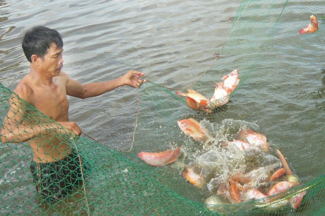 Anh Trần Văn Huy (thôn 5, xã Hòa Sơn) đang thu hoạch  cá diêu hồng. 