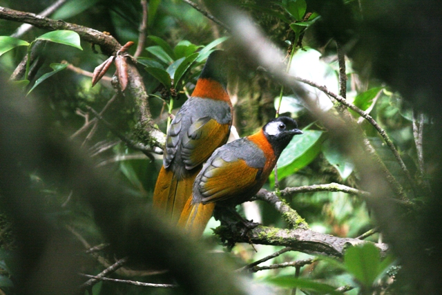 Loài chim khướu đầu đen má xám có tại Vườn quốc gia Cư Yang Sin.