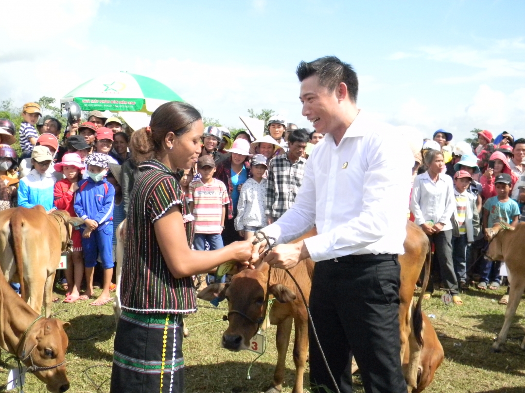 Lãnh đạo Tập đoàn Quốc tế Năm Sao trao tặng bò giống đến tận tay người nghèo.