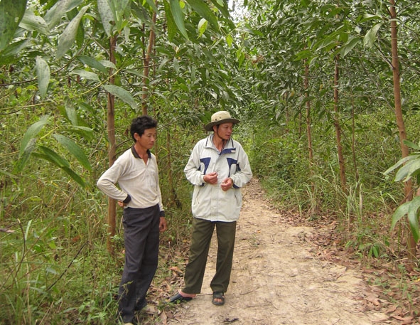Rừng trồng liên kết giữa Công ty TNHH MTV Lâm nghiệp Krông Bông  với người dân xã Cư Drăm.