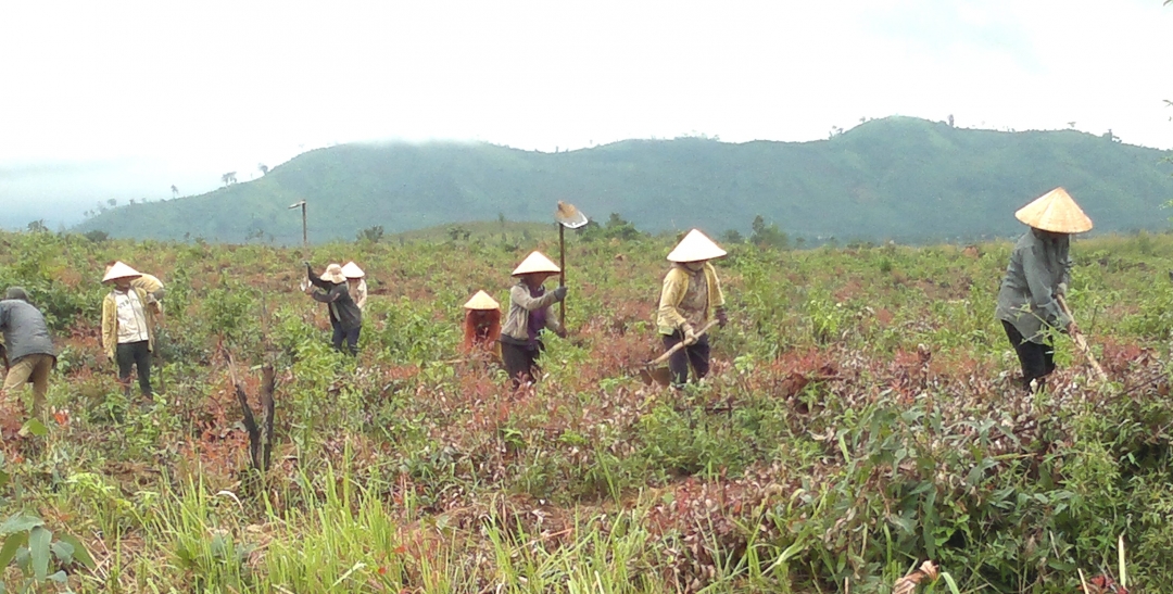 Chuẩn bị đất cho mùa trồng rừng 2013 tại Krông Bông.