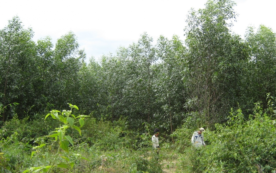 Rừng liên kết giữa Công ty TNHH MTV Lâm nghiệp Krông Bông với người dân xã Hòa Phong được trồng từ năm 2008.