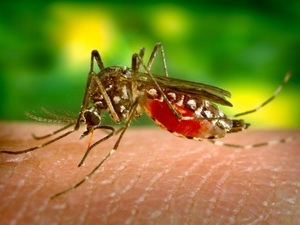 Virus Tây sông Nile là căn bệnh lây lan do muỗi nhiễm bệnh truyền sang người. (Ảnh minh họa)