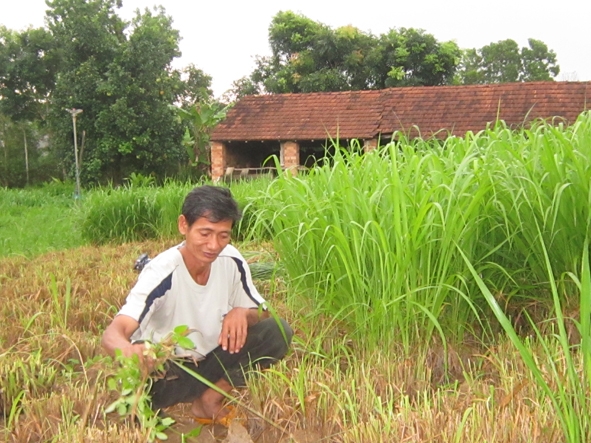 Ông Trịnh Xuân Bàn (thôn 1, xã Cư Króa) với mô hình trồng cỏ nuôi bò  đạt hiệu quả kinh tế cao.
