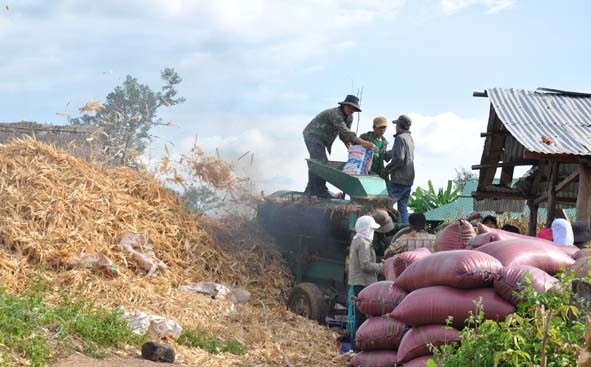 Nông dân huyện Ea Súp đang sạc ngô, đóng bao để bán.