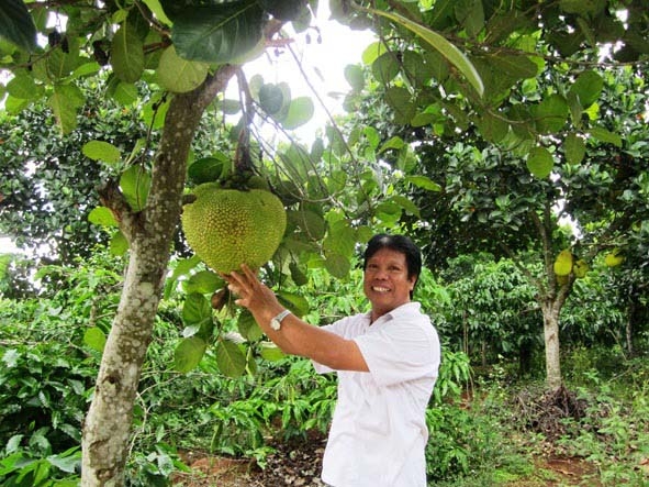 Anh Nguyễn Hữu Vệ đã đầu tư trồng được 2.400 cây mít cao sản để làm mít sấy khô.