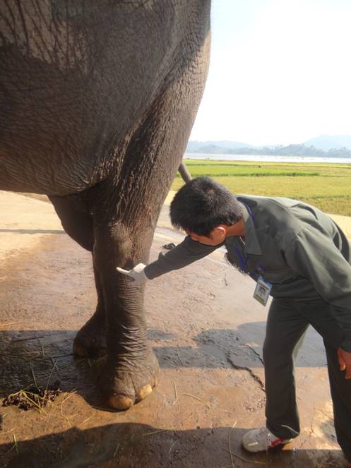 Cán bộ Trung tâm Bảo tồn voi thăm khám sức khỏe cho voi ở huyện Lak.