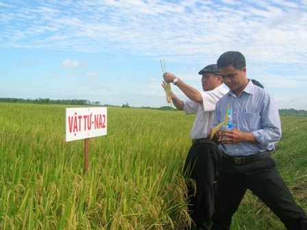 Các đại biểu đang tham quan mô hình giống lúa thuần Vật tư-NA2 tại Trại giống Hòa Xuân