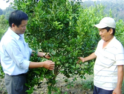 Anh Lý Văn Thạch giới thiệu kỹ thuật trồng quýt đường trên vùng đất khó Cư Elang.