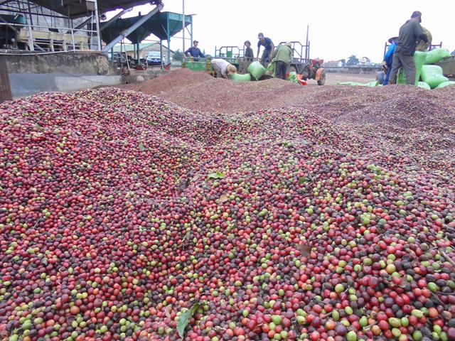 Nâng cao năng suất, chất lượng cà phê để nâng cao thu nhập cho người dân cũng là giải pháp để đạt chuẩn tiêu chí về thu nhập, tỷ lệ hộ nghèo trong xây dựng nông thôn mới.
