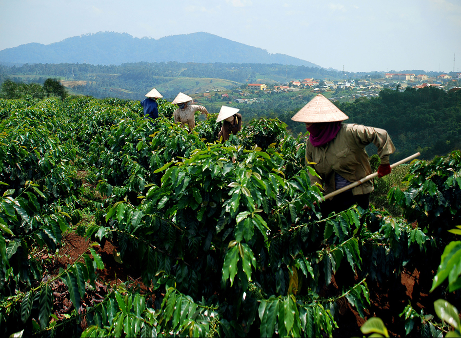 Người dân  Cư Pơng  đã biết  ứng dụng  khoa học  kỹ thuật  và đưa cây  cà phê  trở thành  thế mạnh  phát triển  kinh tế  ở địa phương.  