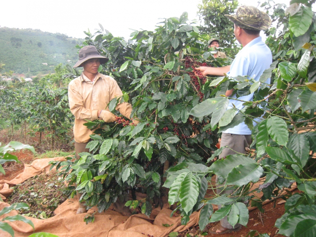 Nhãn hiệu cà phê Buôn Ma Thuột bị đăng ký độc quyền tại Trung Quốc đã bị huỷ bỏ. Trong ảnh: nông dân thu hoạch cà phê niên vụ 2013 - 2014