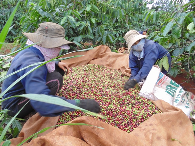 Bón phân cân đối, trong đó chú trọng sử dụng phân bón hữu cơ  là một trong những giải pháp cho cây cà phê phát triển bền vững.