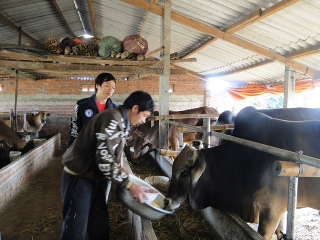 Mô hình nuôi bò vỗ béo của gia đình anh Nguyễn Văn Đại.