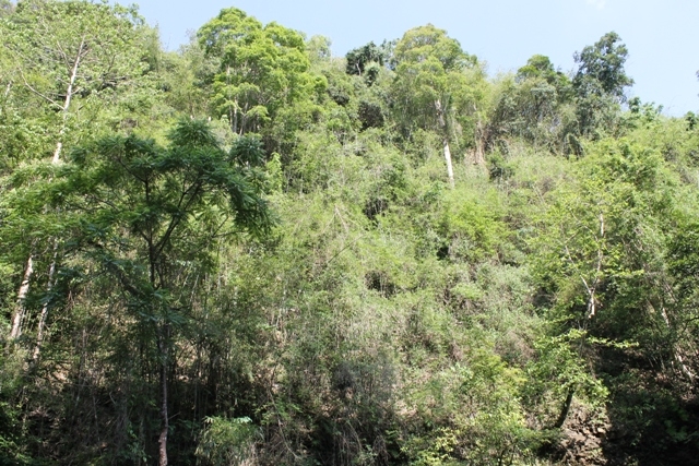 Thác Thủy Tiên được bao quanh bởi rừng cây xanh mát…