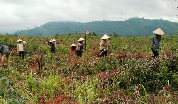 Làm đất trồng rừng ở Công ty TNHH MTV Lâm nghiệp Krông Bông.