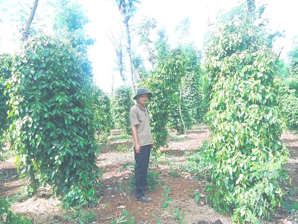 Một vườn tiêu đạt chứng nhận Rainforest Alliance  tại xã Quảng Tiến, huyện Cư M’gar.