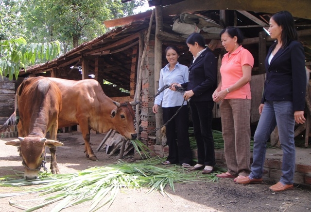 Một hộ dân tại huyện Ea Kar phát triển chăn nuôi bò từ nguồn vốn của Ngân hàng Chính sách xã hội tỉnh