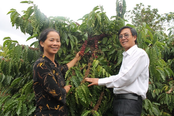 Mô hình cà phê bền vững quy mô nông hộ tại huyện Cư M’gar.