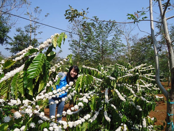 Khách  chụp hình lưu niệm  tại một vườn cà phê  đang trổ hoa ở huyện Krông Pak.