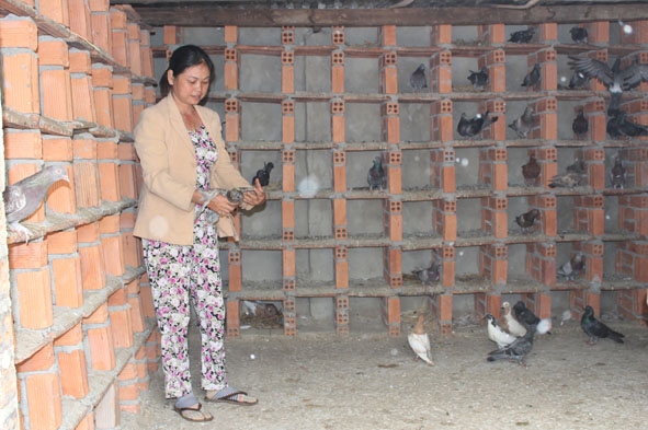 Mô hình nuôi chim bồ câu Pháp của gia đình chị Hồ Thị Hường.
