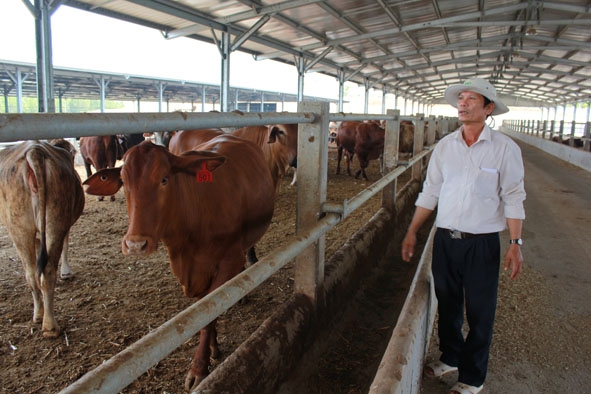 Ông Vương Xuân Hiến đang kiểm tra đàn bò...