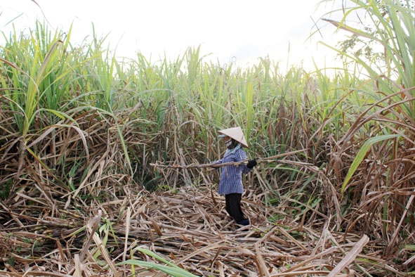 Nông dân xã Ea Pil, huyện M’Drak thu hoạch mía niên vụ 2014-2015.