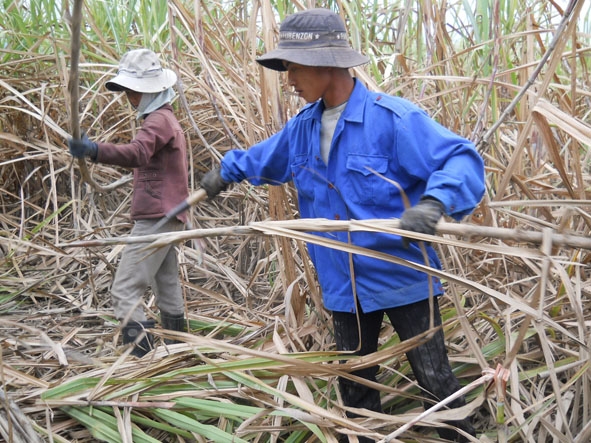 Nông dân xã Khuê Ngọc Điền, huyện Krông Bông  thu hoạch mía.