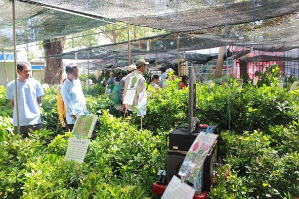 Cây giống của Công ty TNHH MTV Dak Farm thu hút sự quan tâm của nhiều nông dân tại Hội chợ Triển lãm chuyên ngành cà phê trong khuôn khổ  Lễ hội Cà phê Buôn Ma Thuột 2015.