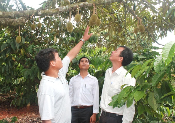Anh Y Thơm Niê (bên trái) chia sẻ kinh nghiệm trồng xen cây sầu riêng trong vườn cà phê. 