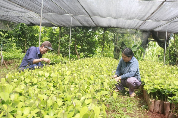 Vợ chồng ông Trần Xuân Hóa đang chăm sóc vườn ươm giống cây trồng của gia đình.