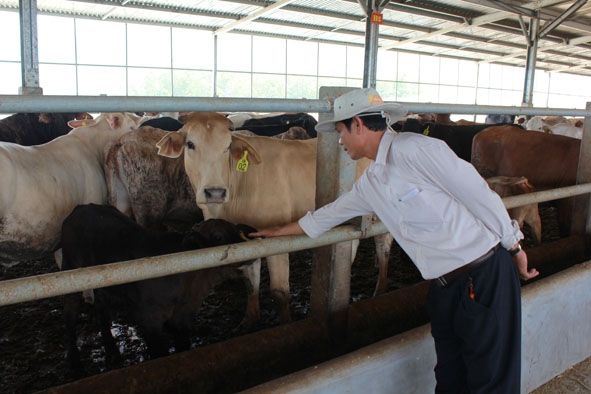 Chăn nuôi bò Úc tại Công ty TNHH Liên hợp công - nông nghiệp phát triển bền vững Sao Đỏ.