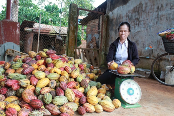 Điểm thu mua trái ca cao ở huyện Krông Pắc.