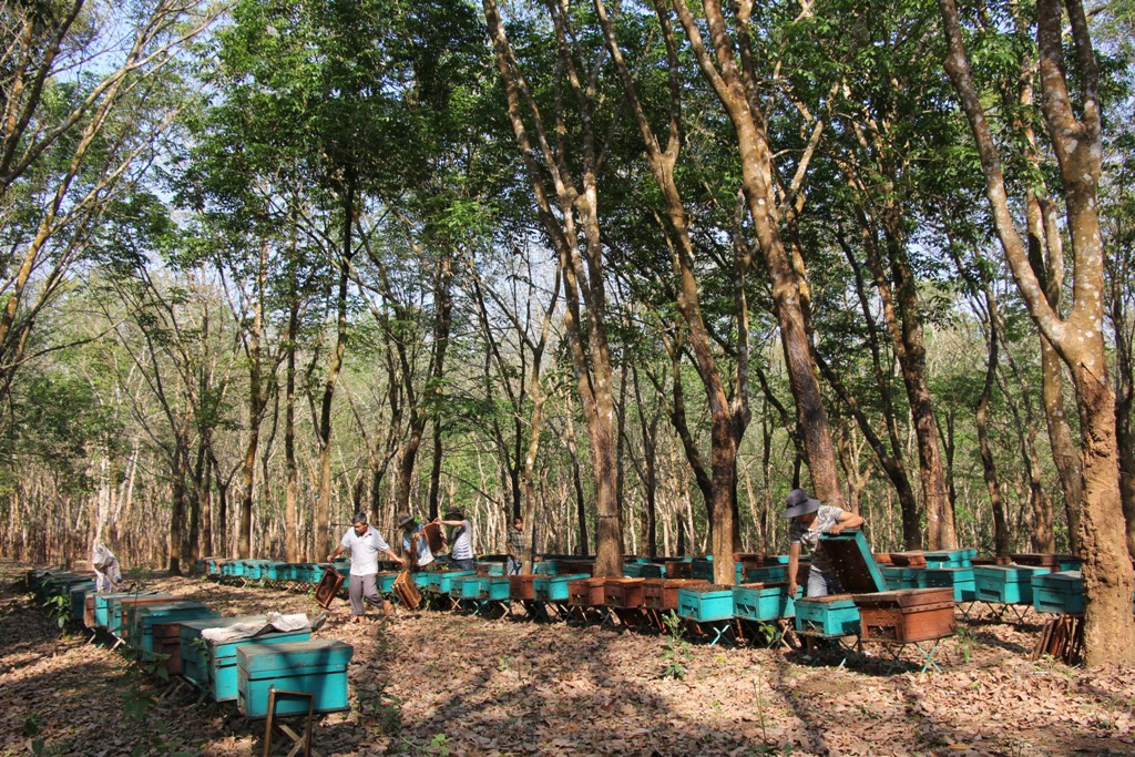 Một trại ong đặt dưới vườn cao su tại xã Ea Tul, huyện Cư M’gar