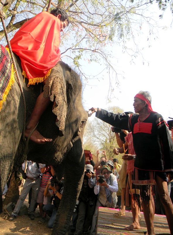 Già Ay Be cúng sức khỏe cho voi tại Lễ hội.