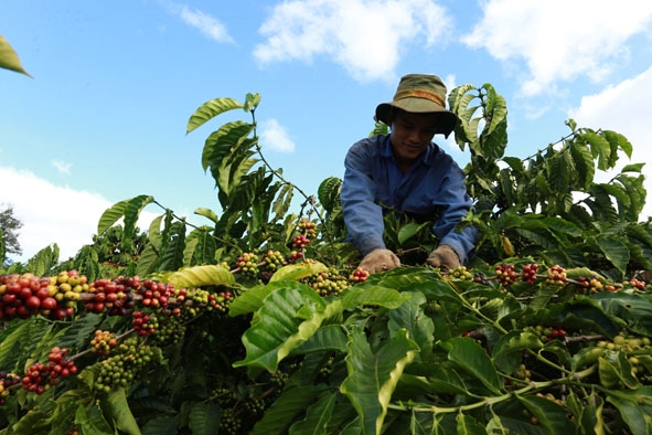Nông dân huyện Krông Pắc thu hoạch cà phê niên vụ 2015-2016.