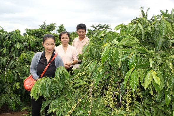 Cán bộ Sở NN-PTNT tham quan mô hình cà phê bền vững tại xã Ea M’nang, huyện Cư M’gar.