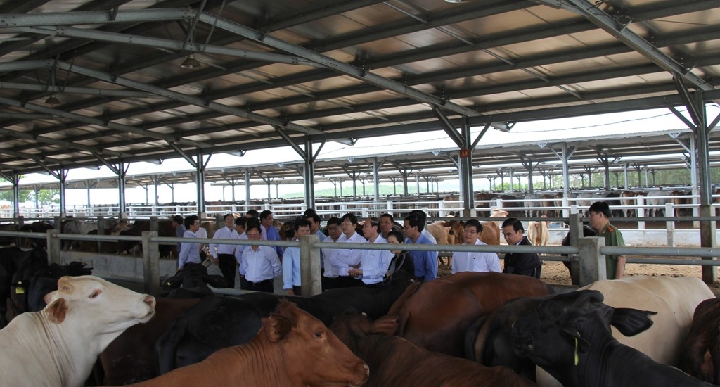 Đoàn công tác của UBND tỉnh thăm trai trại chăn nuôi bò của Công ty TNHH Liên hợp công-nông nghiệp và phát triển bền vững Sao Đỏ tại xã Ea Lai, huyện M'Đrắk