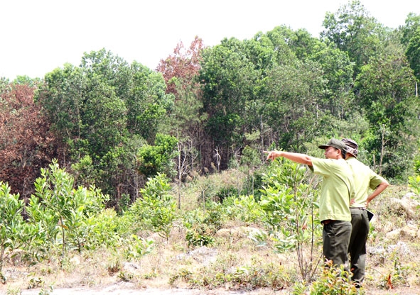 Lực lượng kiểm lâm kiểm tra rừng của Công ty Cổ phần trồng rừng Trường Thành.